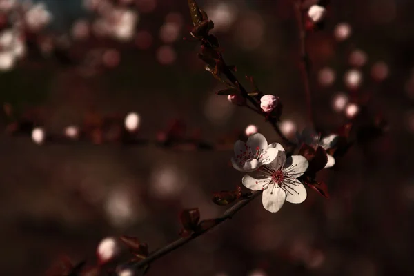 Fiore di ciliegio vintage — Foto Stock