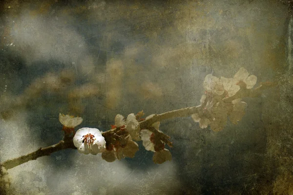 Vintage wiśniowy kwiat — Zdjęcie stockowe
