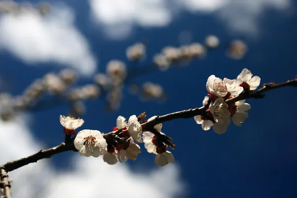 Vintage kirsebærblomst – stockfoto