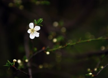 Vintage kiraz çiçeği