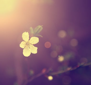 Vintage kiraz çiçeği