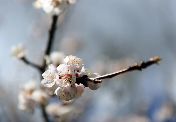 Flor de cerezo vintage —  Fotos de Stock