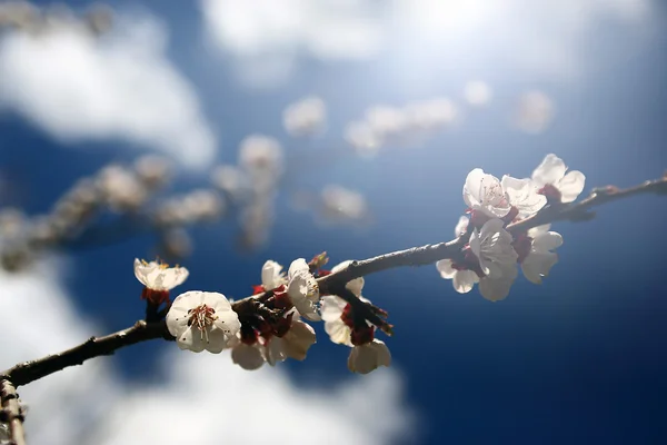 ヴィンテージ桜の花 — ストック写真