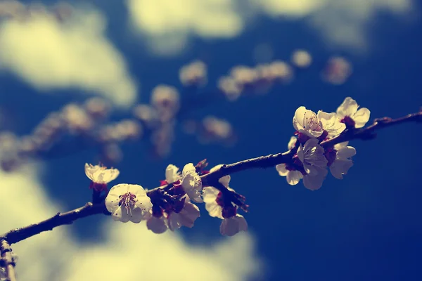 Vintage cherry blossom. antieke stijl foto van boom bloemen met grunge oude papieren patroon. — Stockfoto