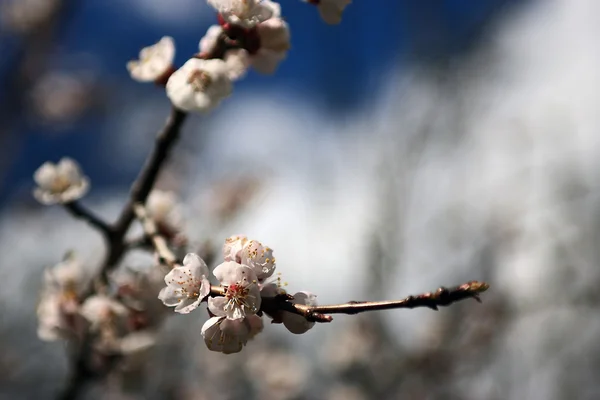 Vintage cherry blossom. Antique style photo of tree flowers with grunge old paper pattern. — Stock Photo, Image