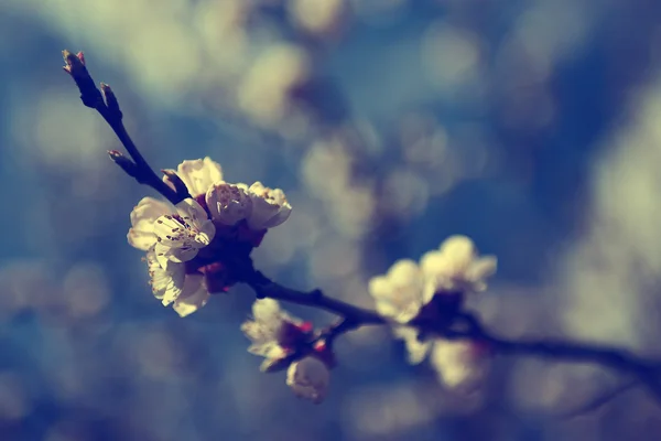 Vintage cherry blossom. antieke stijl foto van boom bloemen met grunge oude papieren patroon. — Stockfoto