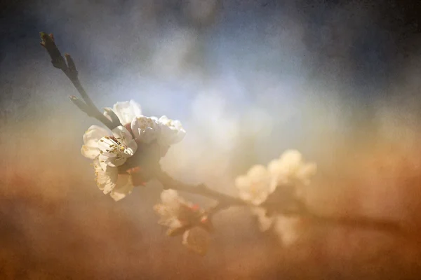 Vintage cherry blossom. Antique style photo of tree flowers with grunge old paper pattern. — Stock Photo, Image