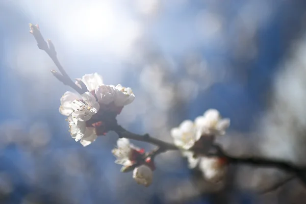 Vintage cherry blossom. antik stil foto av träd blommor med grunge gamla papper mönster. — Stockfoto