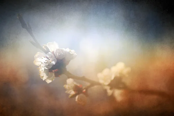 Винтажный цветок вишни. Антикварный стиль фото цветов дерева с гранж старый бумажный узор . — стоковое фото