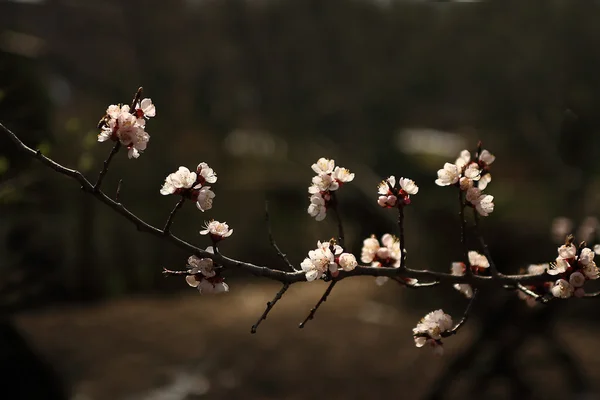 ヴィンテージ桜の花。グランジの古い紙のパターンを持つ木の花のアンティーク スタイルの写真. — ストック写真