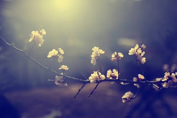 Винтажный цветок вишни. Антикварный стиль фото цветов дерева с гранж старый бумажный узор . — стоковое фото