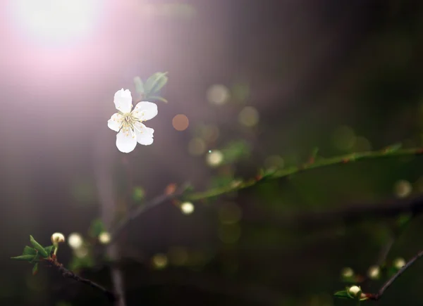 Ročník třešňový květ — Stock fotografie