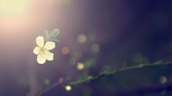 Vintage cherry blossom — Stockfoto