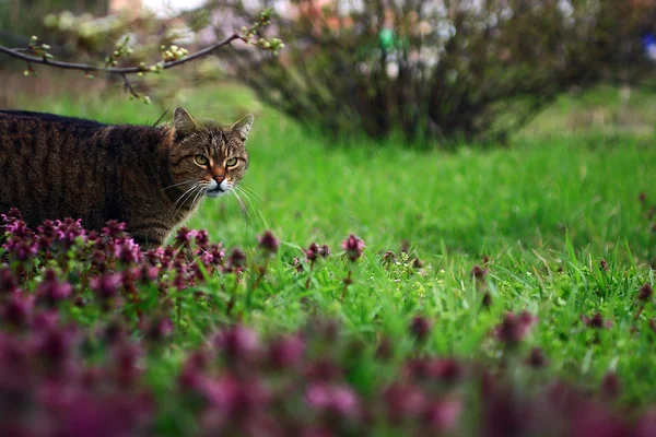 Katze auf Wildblumenfeld — Stockfoto