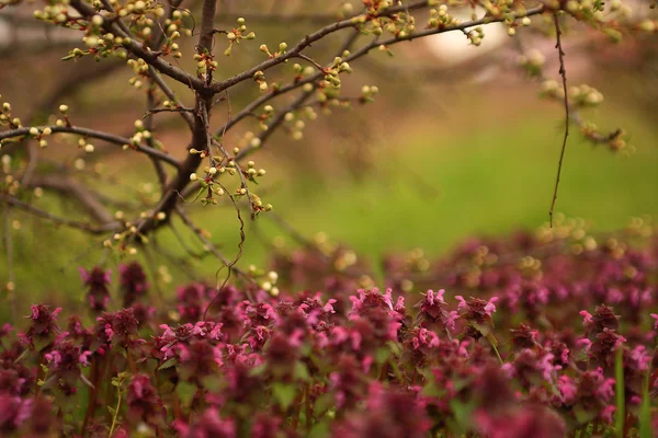 Fiore di ciliegio vintage. Foto in stile antico di fiori di ciliegio . — Foto Stock