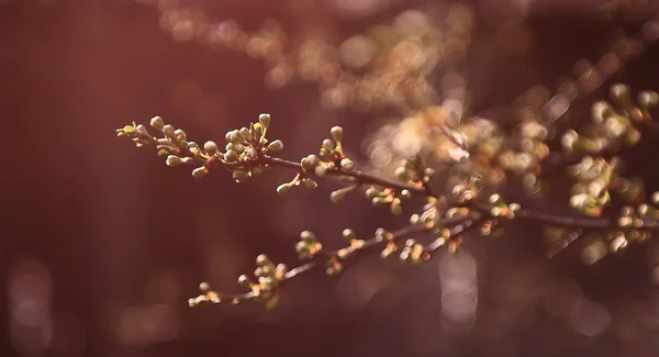 ヴィンテージの桜の木 — ストック写真
