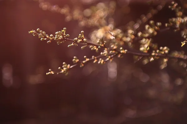 Vintage cherry tree — Stockfoto