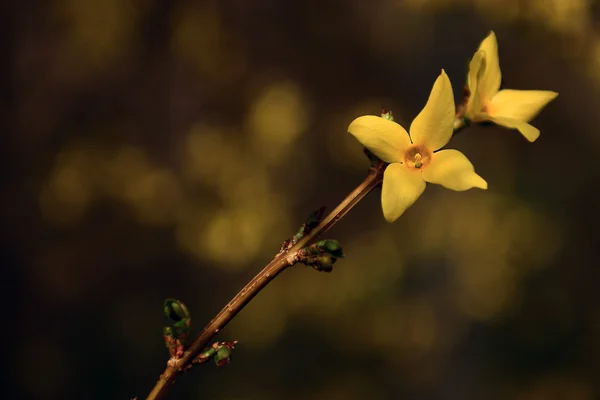 Laburnum bush virág. — Stock Fotó