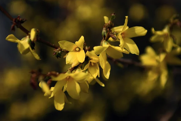 Laburnum bush flower. — Zdjęcie stockowe