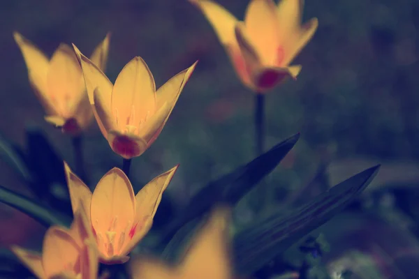 Jahrgangsblume. Foto der schönen wilden Blume mit dunklem Grunge alten Papiermuster — Stockfoto