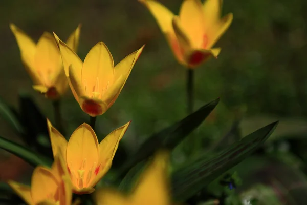 Vintage bloem. Foto van mooie wild bloem met donkere grunge oude papieren patroon — Stockfoto