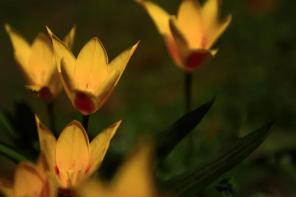 Jahrgangsblume. Foto der schönen wilden Blume mit dunklem Grunge alten Papiermuster — Stockfoto