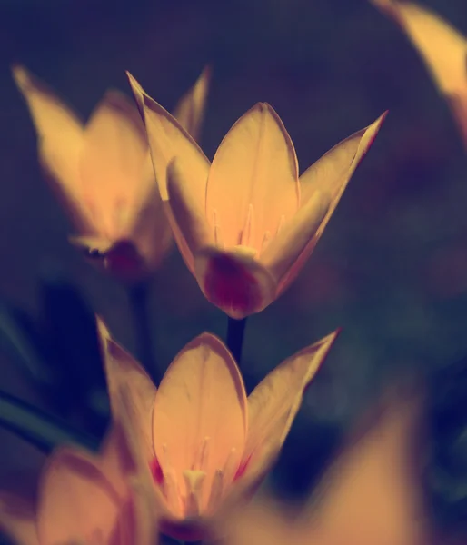 Vintage flower. Photo of beautiful wild flower with dark grunge old paper pattern — Stock Photo, Image