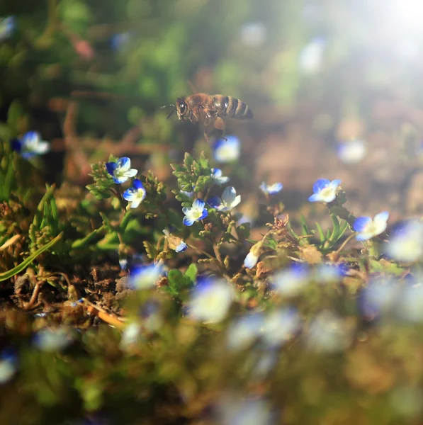 Schönes Foto von blauem Wildblumenfeld und fliegender Biene im Sonnenuntergang. — Stockfoto