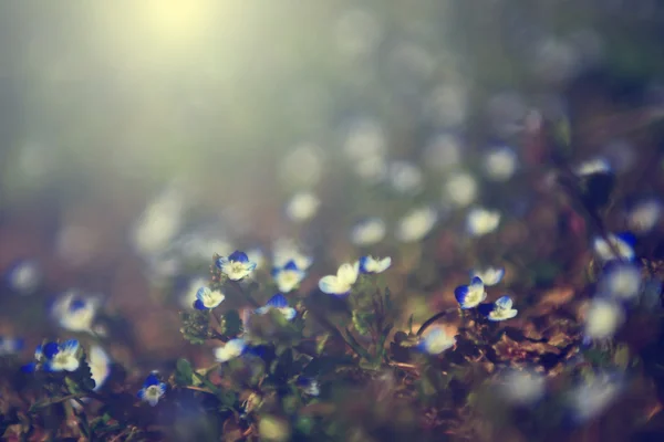 Прекрасне фото блакитного дикого квіткового поля на заході сонця. Макро краєвид на сині дикі квіти . — стокове фото