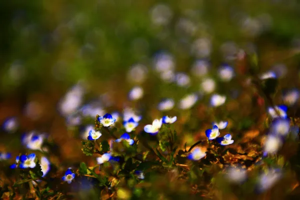 Hermosa foto del campo de flores silvestres azules en la puesta del sol. Macro vista de flores silvestres azules . — Foto de Stock