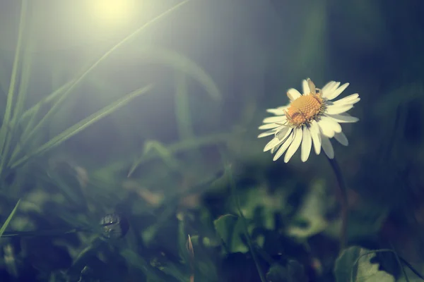 Hermosa manzanilla flor silvestre en las luces del sol poniente — Foto de Stock