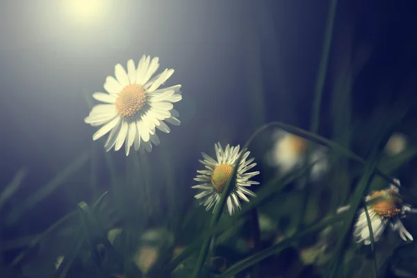 Bela camomila wildflower no pôr do sol luzes — Fotografia de Stock
