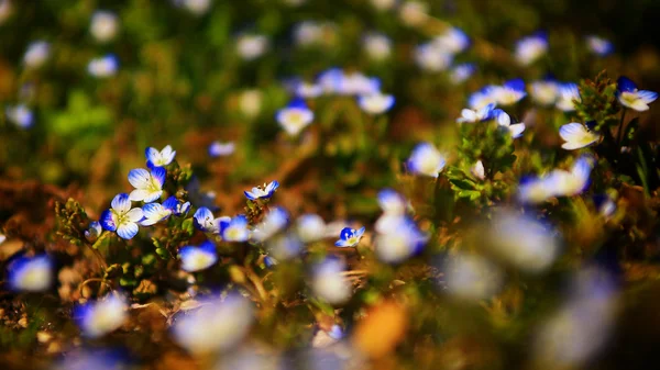 Bella foto di campo di fiori selvatici blu al tramonto. Macro vista di fiori selvatici blu . — Foto Stock