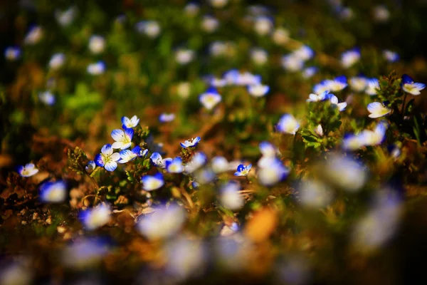 Mavi kır çiçeği alanının günbatımı güzel bir fotoğraf. Makro görünümü mavi kır çiçekleri. — Stok fotoğraf