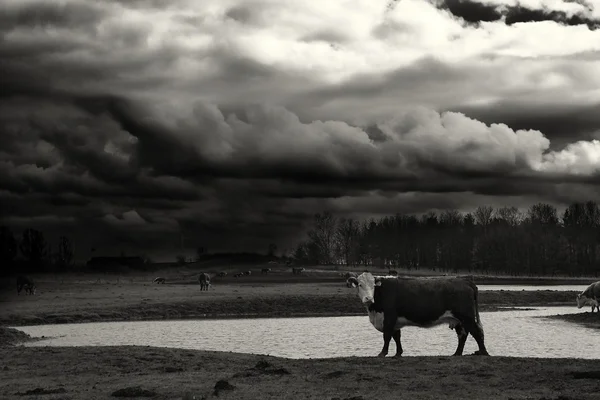 Kráva na louce pod mraky — Stock fotografie