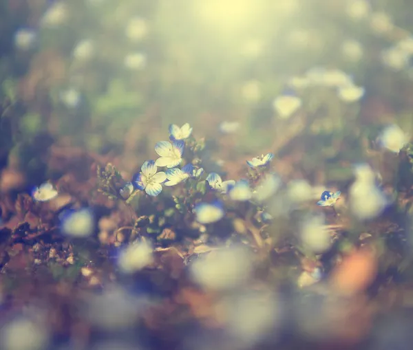 Красивая фотография синего дикого цветочного поля на закате. Макровзгляд на голубые дикие цветы . — стоковое фото