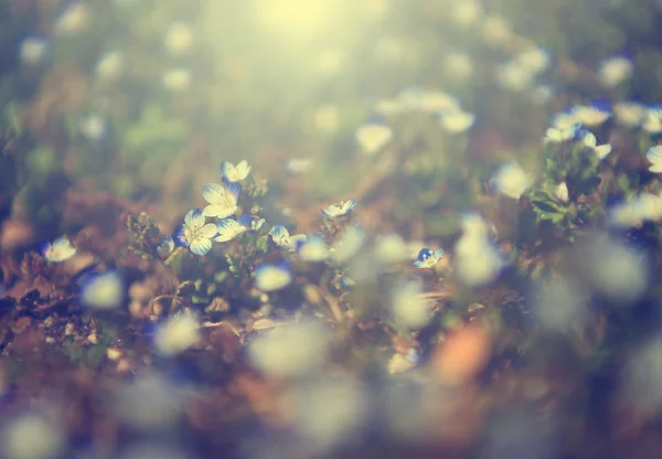 Schönes Foto von blauem Wildblumenfeld im Sonnenuntergang. Makro-Ansicht von blauen Wildblumen. — Stockfoto