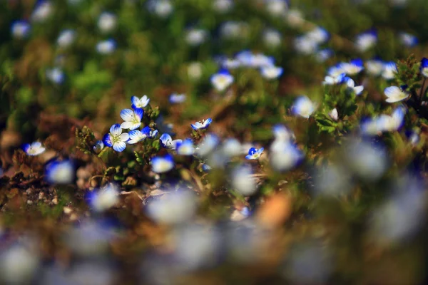 Bella foto di campo di fiori selvatici blu al tramonto. Macro vista di fiori selvatici blu . — Foto Stock