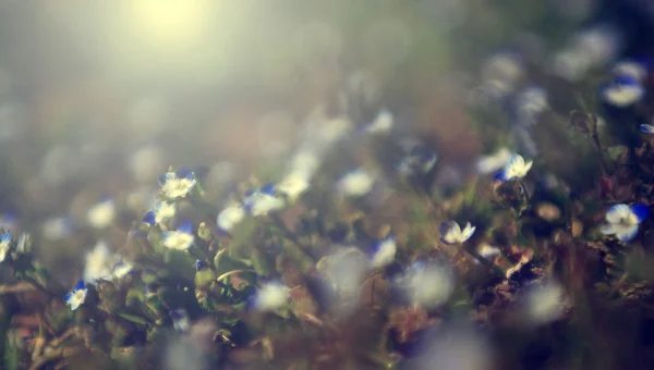 Bela foto do campo de flores silvestres azul no por do sol. Vista macro de flores silvestres azuis . — Fotografia de Stock