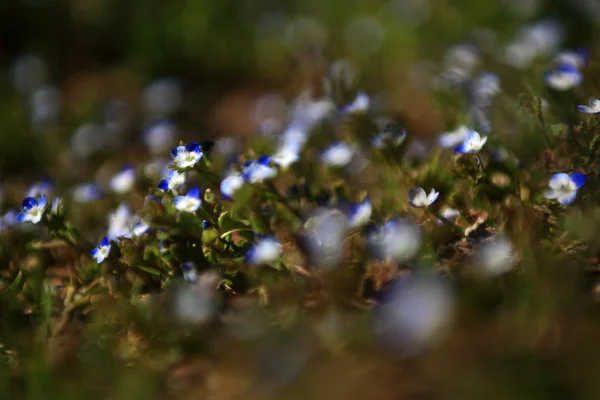 Kék vad virág mező naplemente a gyönyörű képet. makró megtekintése a kék vadvirágok. — Stock Fotó