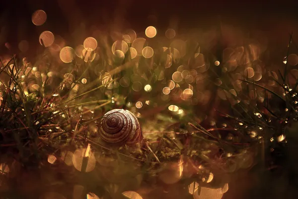 Vista macro de uma concha de caracol e grama coberta de orvalho — Fotografia de Stock