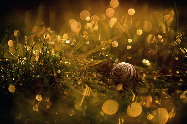 Macro vista de una concha de caracol y hierba cubierta de rocío — Foto de Stock