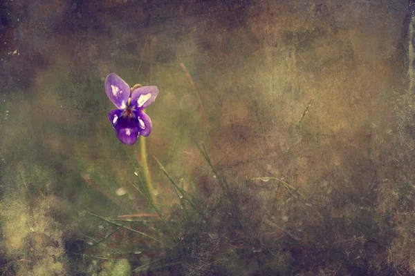 Flor de viola vintage —  Fotos de Stock