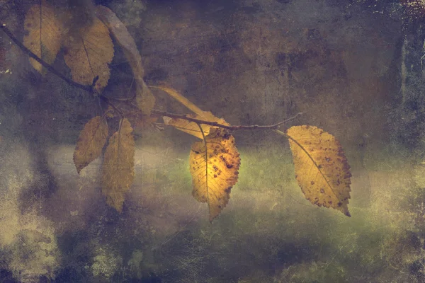 Feuilles jaunes vintage. Photo de style antique de feuilles d'automne avec texture grunge vieux papier — Photo