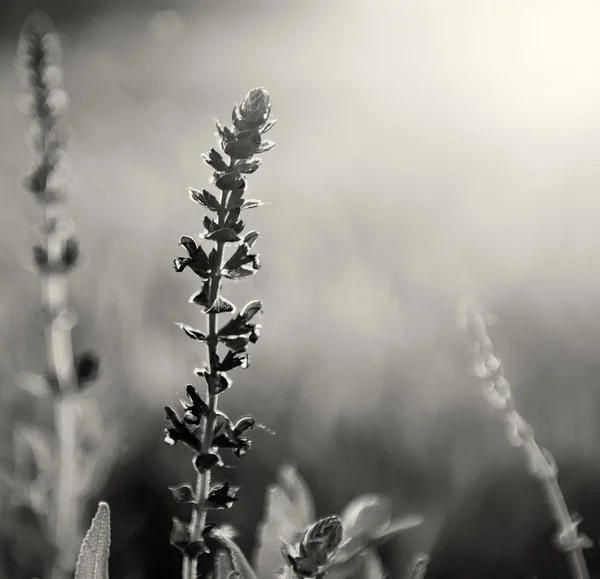 Schöne lila Wildblume im Sonnenuntergang — Stockfoto