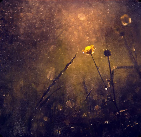 Güzel papatya wildflower ayar güneş ışıkları — Stok fotoğraf