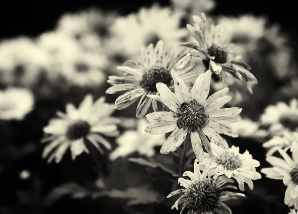 Красива ромашка дика квітка в обстановці сонячних променів — стокове фото