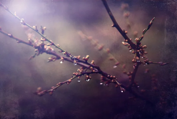 Flor de cereja vintage. Foto de estilo antigo de flores de árvore com padrão de papel antigo grunge . — Fotografia de Stock