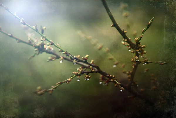 Kersenboom bud — Stockfoto