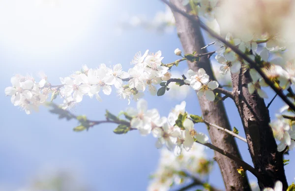 ヴィンテージ桜の花。グランジの古い紙のパターンを持つ木の花のアンティーク スタイルの写真. — ストック写真